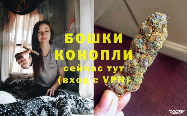 прущие грибы Вязьма