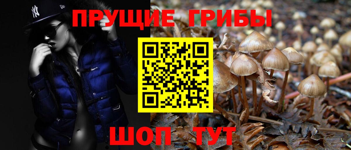 Галлюциногенные грибы Psilocybine cubensis Дивногорск